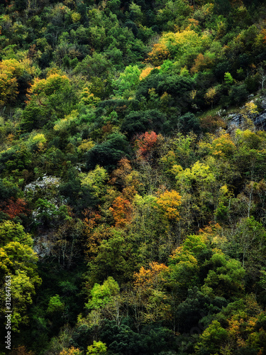 Vertical view of the Irati jungle in autumn, . Navarre Pyrenees, Spain