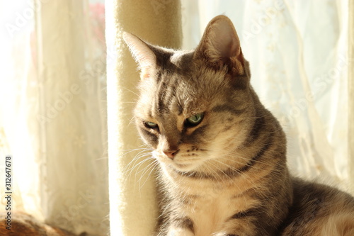 Fototapeta Naklejka Na Ścianę i Meble -  美しい目の猫アメリカンショートヘアー