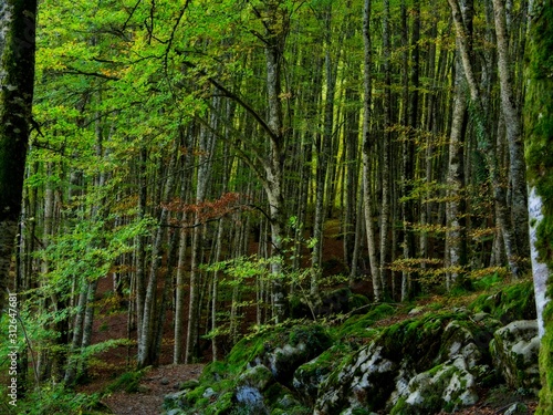 view of an enchanted forest.Irati Forest Western Pyrenees Navarre Spain..