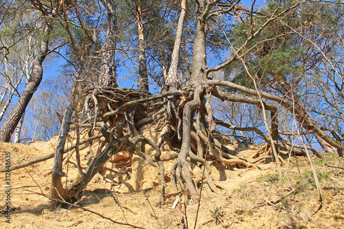 trees with revealed bizarre roots growing on eroded slope  Beskydy mountains  Czech Republic 