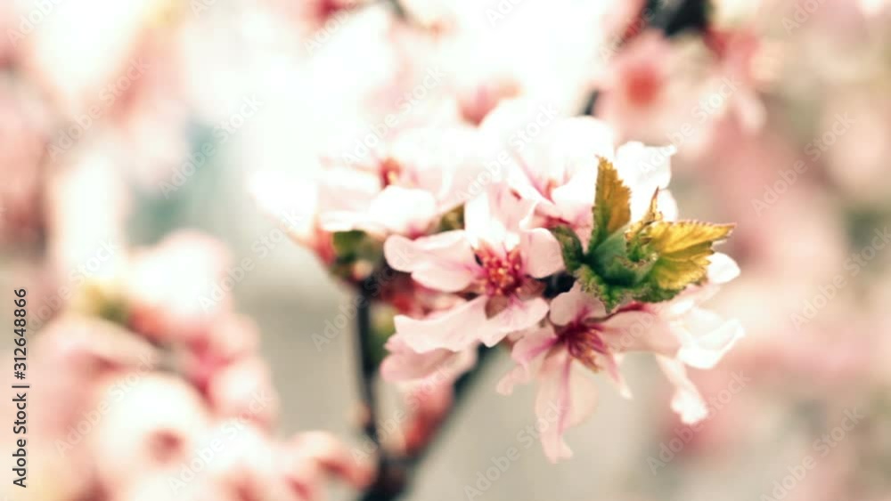 pink cherry flowers blooming in springtime pink cherry flowers blooming in springtime