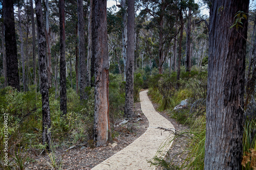 Pathways through the forest at St Mary's Tasmania, Australia