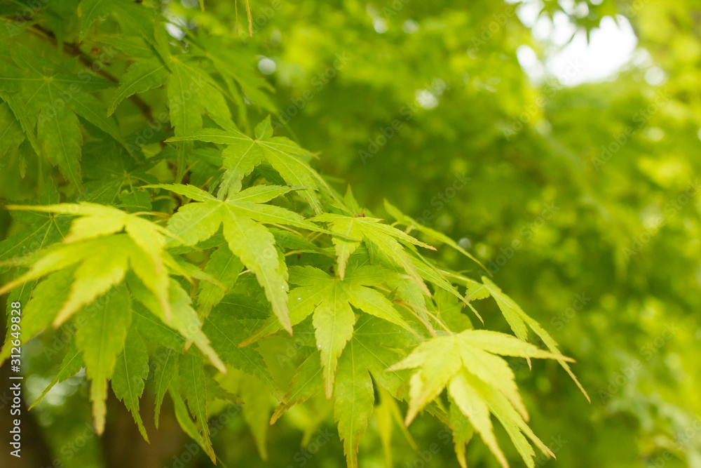 Green maple leafs on a branch Green maple leafs on a branch