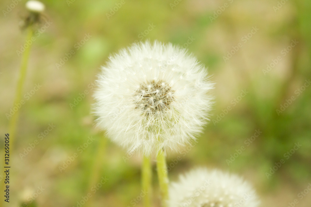 Single Dandelion in a field with a soft focus Single Dandelion in a field with a soft focus