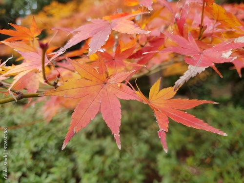Red Maple Leaves in Autum