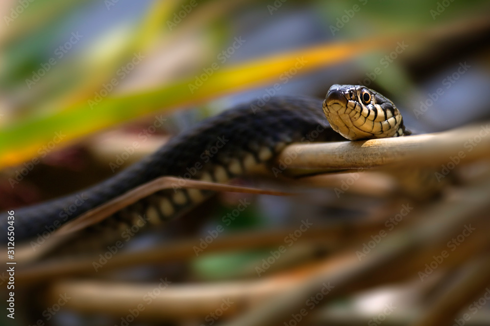Grass snake is sun basking from Crna Mlaka Grass snake is sun basking from Crna Mlaka