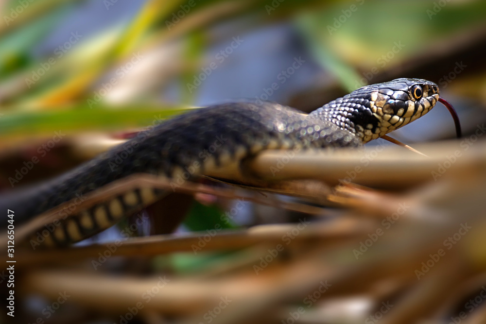 Fototapeta premium Grass snake is sun basking from Crna Mlaka