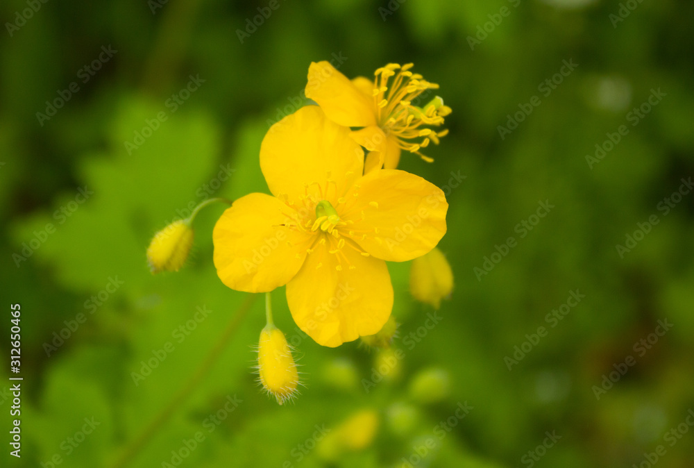 Yellow Buttercup Isolated Yellow Buttercup Isolated