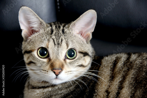 Taby Cat Portrait photo