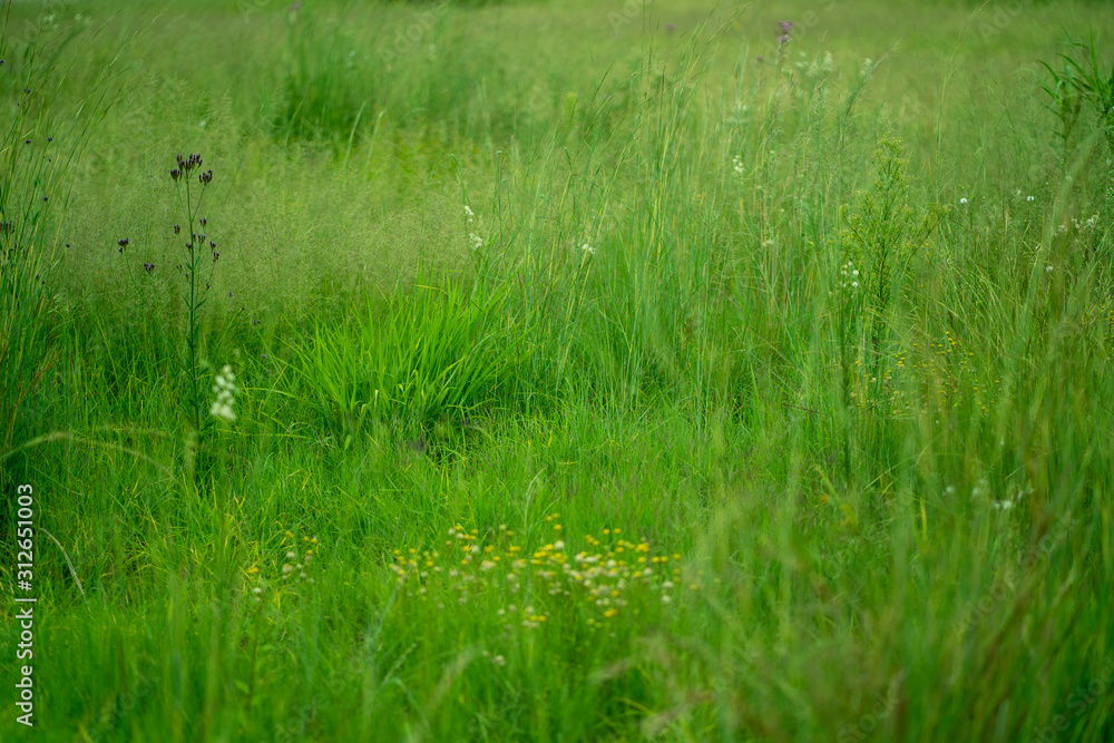 Green Field Green Field