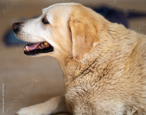 Labrador Panting © Steve
