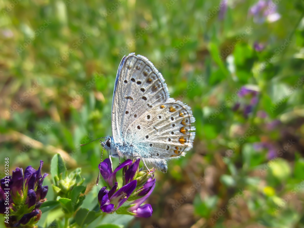 butterfly on a flower