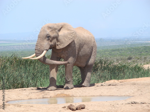 Elephant at waterhole in Addo Elephant NP