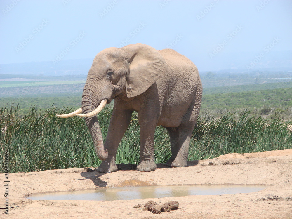 Obraz premium Elephant at waterhole in Addo Elephant NP