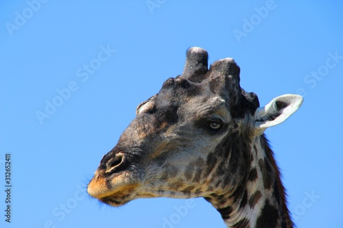 Fototapeta Naklejka Na Ścianę i Meble -  Neugierige Giraffe