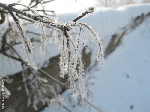 Tree branches frozen in the ice. Frozen tree branch in winter forest. Branch covered with snow © Yulia