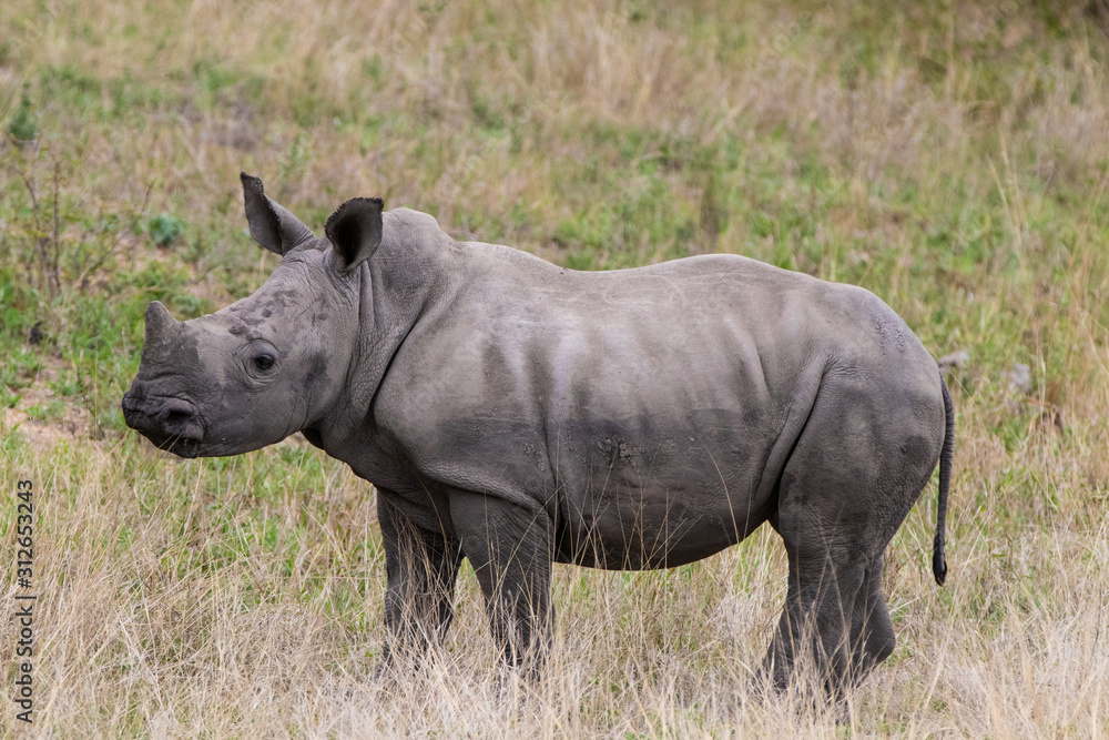Obraz premium rhino baby