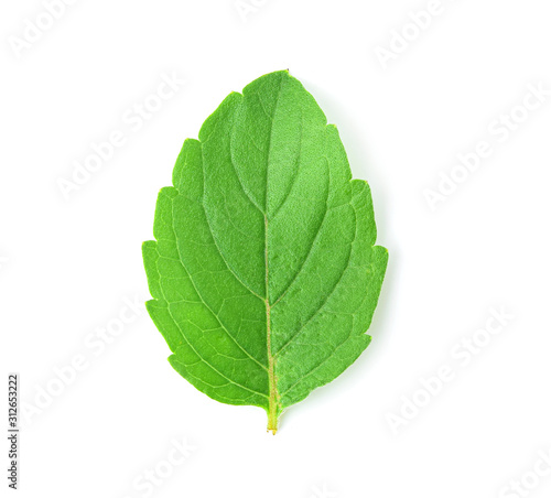 Tree leaves isolated on white background