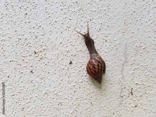 Snail climbing up a white concrete wall photo