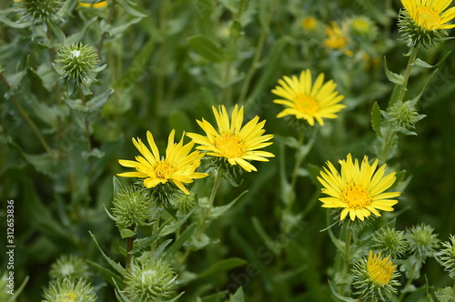 Closeup Grindelia squarrosa know as curlycup gumweed with blurred background in summer garden