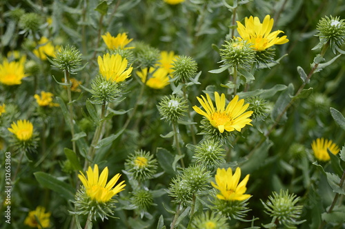 Closeup Grindelia squarrosa know as curlycup gumweed with blurred background in summer garden photo