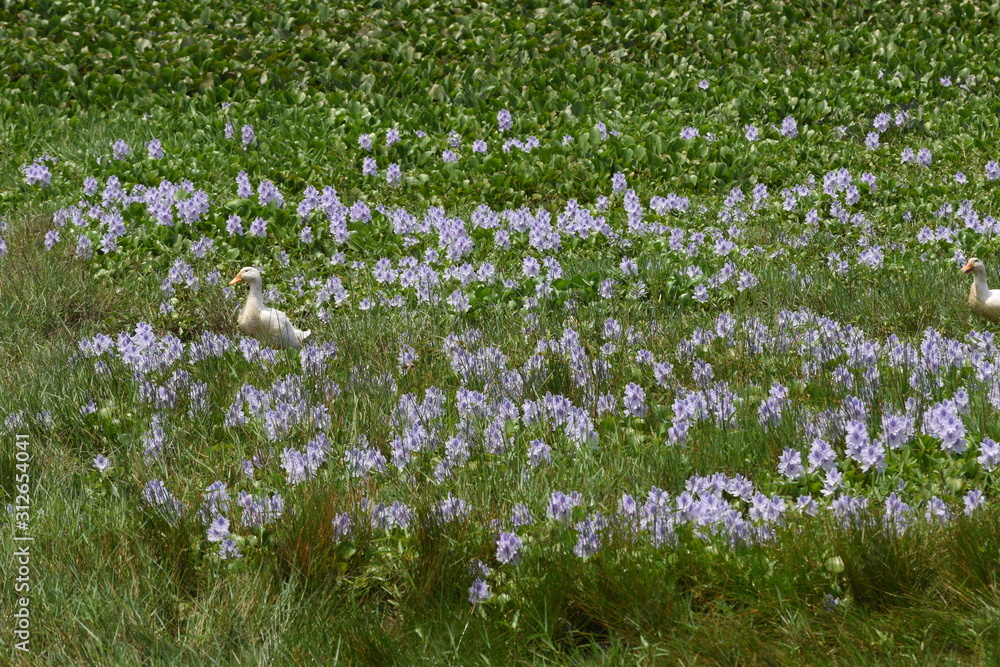 water hyacinth field