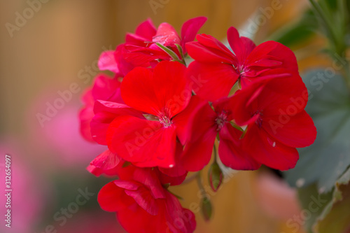 Pelargonia czerwona, kwiaty makro