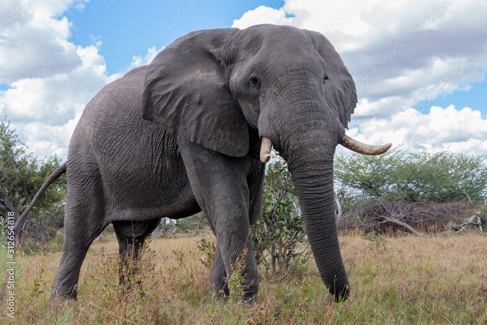 Fototapeta premium African Elephant - Botswana - Africa.