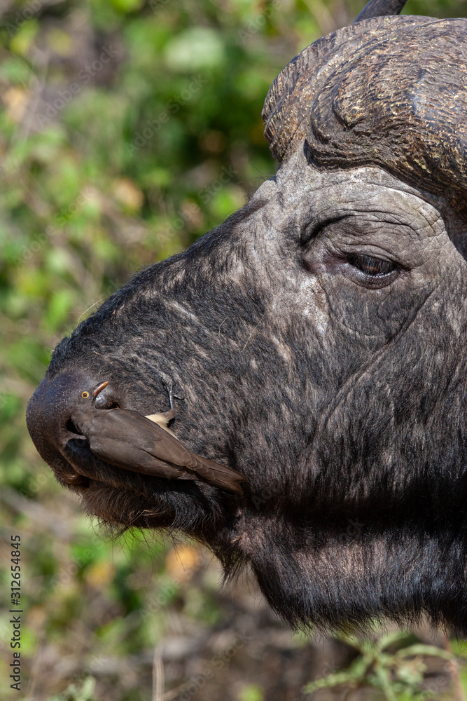 Fototapeta premium Red-billed oxpecker on a Buffalo - Botswana - Africa