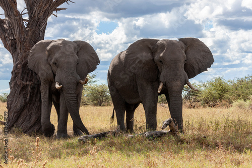 African Elephants - Botswana - Africa