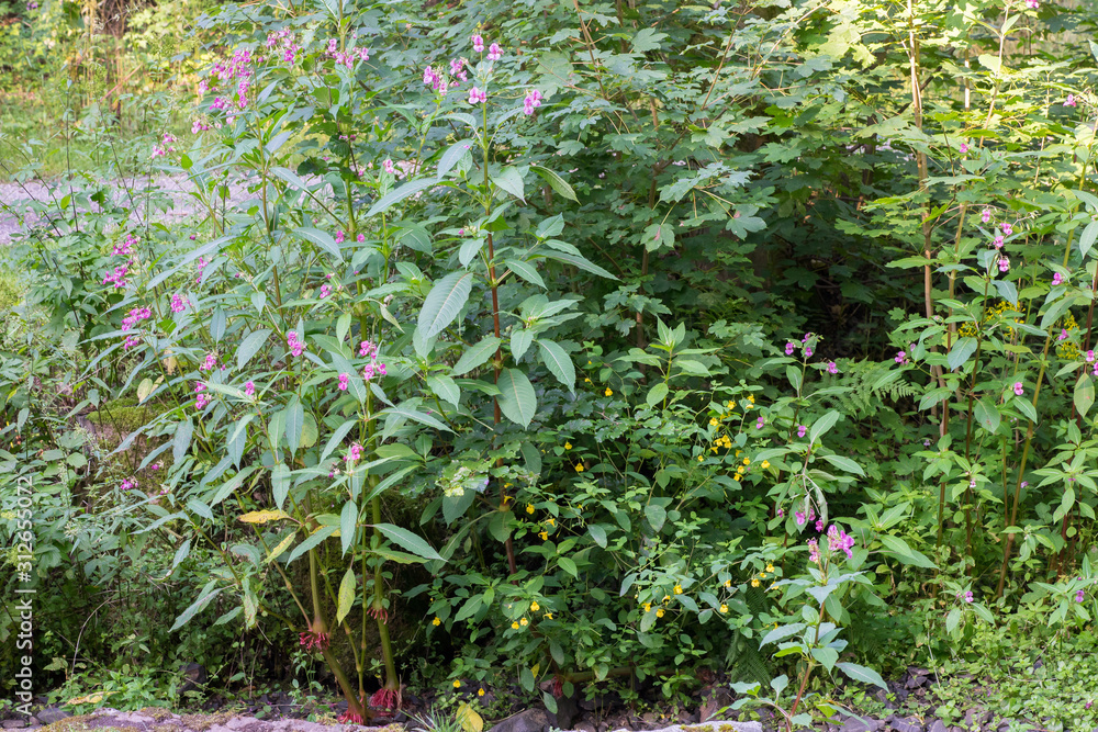 Touch-me-not balsam (Impatiens noli-tangere) and Policeman's Helmet (Impatiens glandulifera) growing at a creek near Bad Lauterberg, Harz, Germany Touch-me-not balsam (Impatiens noli-tangere) and Policeman's Helmet (Impatiens glandulifera) growing at a creek near Bad Lauterberg, Harz, Germany
