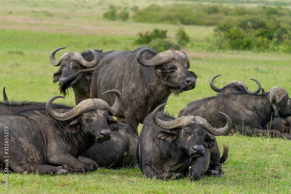 Wild african Buffalos grasing in Masai Mara
