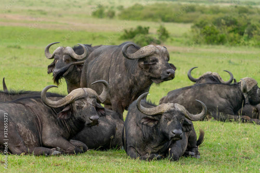 Wild african Buffalos grasing in Masai Mara Wild african Buffalos grasing in Masai Mara
