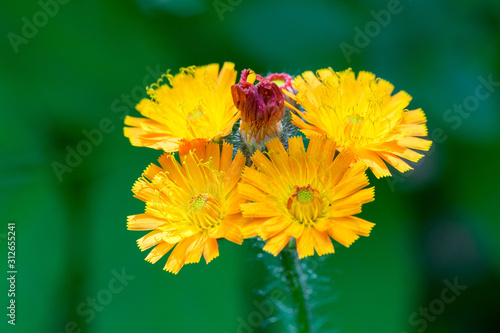 Closeup of orange hawkweed flowers (Pilosella aurantiaca, Hieracium aurantiacum) photo