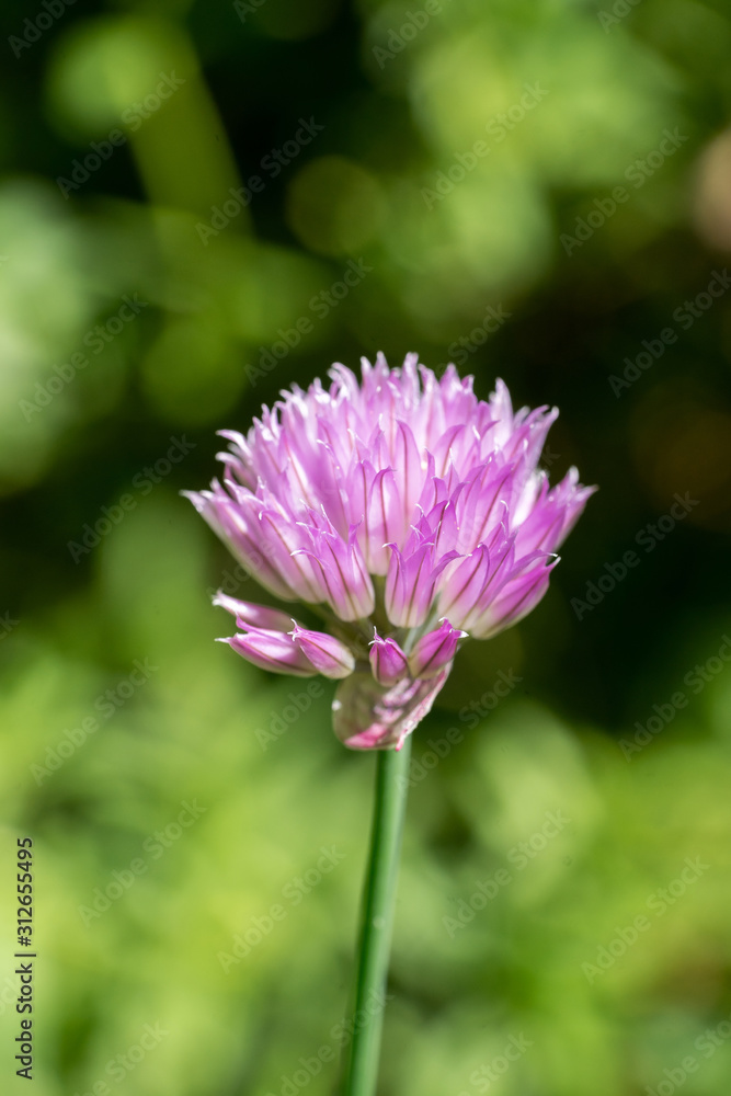 Closeup of Chives blossom (Allium schoenoprasum) Closeup of Chives blossom (Allium schoenoprasum)