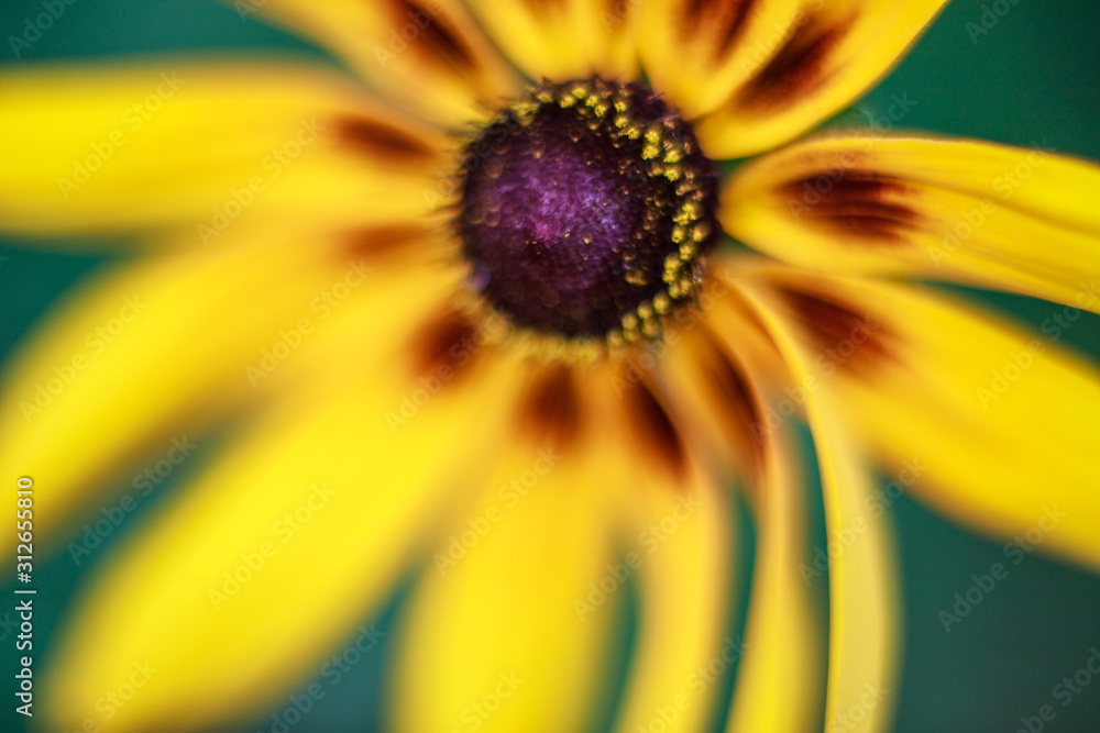 yellow flower yellow flower