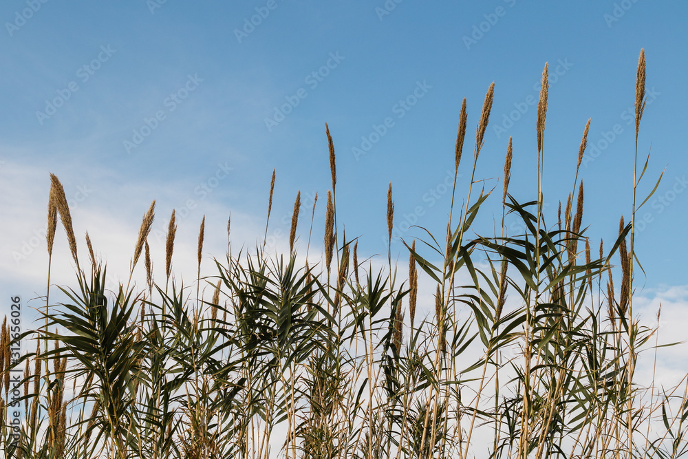 conjunto de caña castilla, Arundo donax, Caña común florecida con el cielo de fondo conjunto de caña castilla, Arundo donax, Caña común florecida con el cielo de fondo