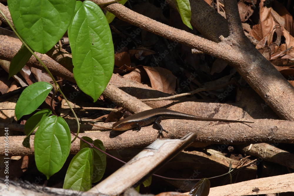 Lizard in vietnam rain forest Lizard in vietnam rain forest