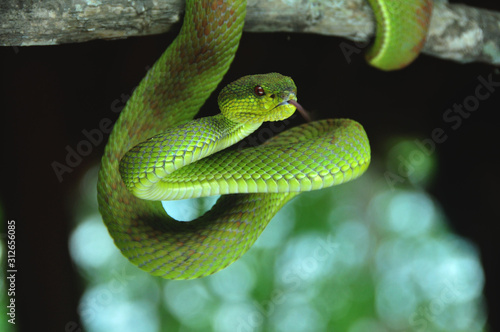 A green snake on the hunt