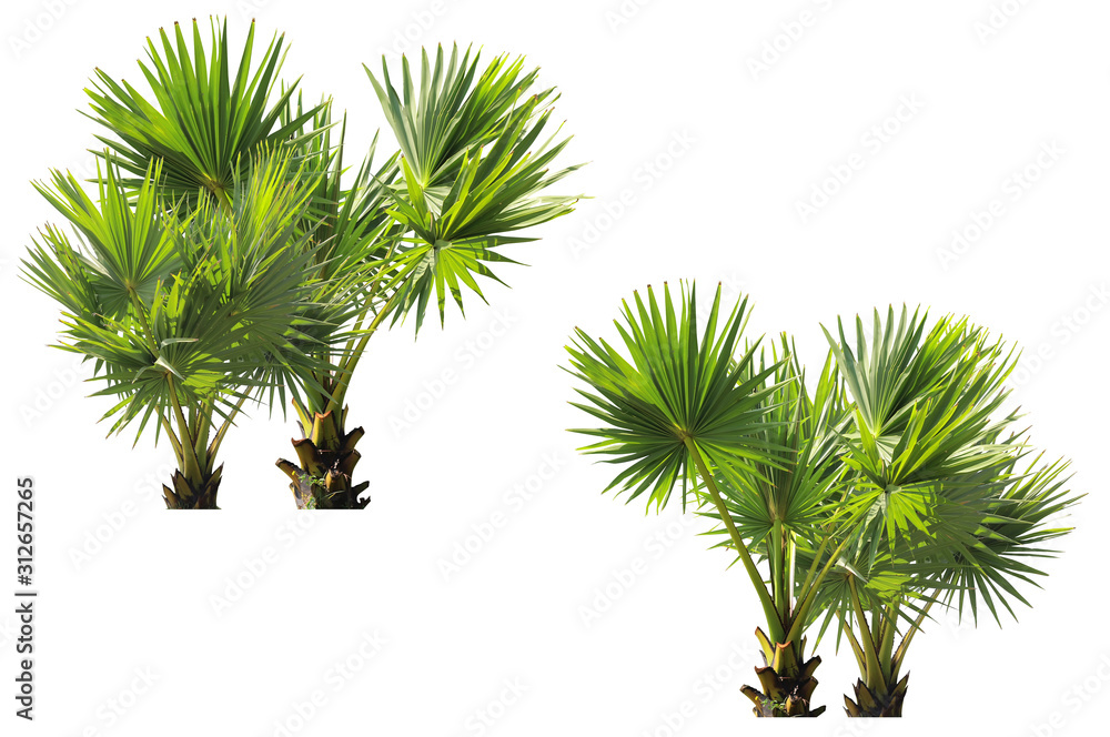 Isolated tree on white background, make clipping path Isolated tree on white background, make clipping path