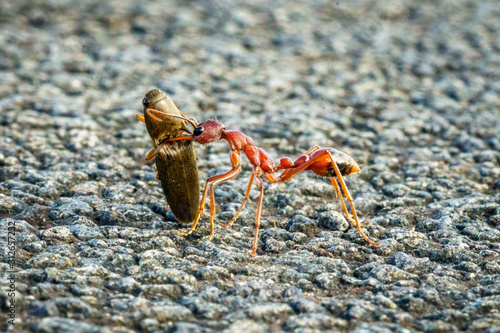 red australian bull ant photo