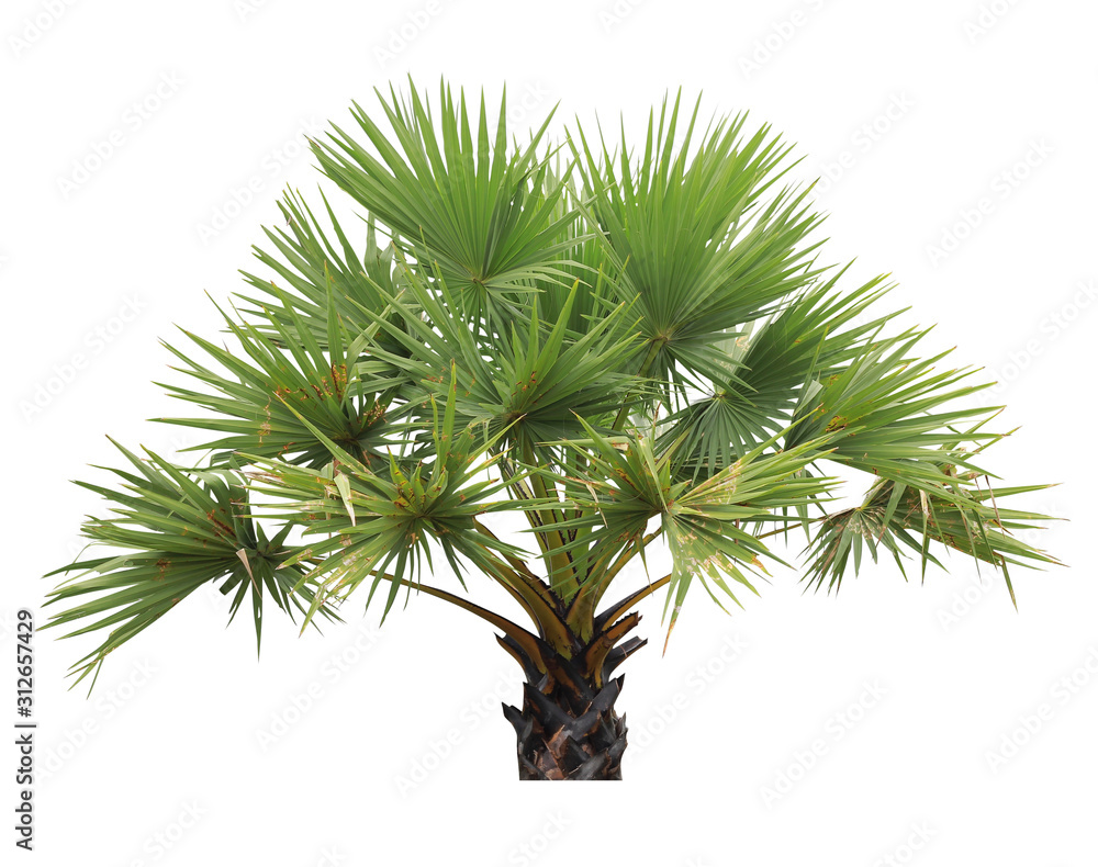 Isolated tree on white background, make clipping path Isolated tree on white background, make clipping path
