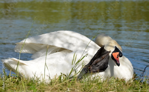 swan on lake