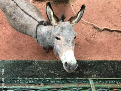 Donkey looking up in Sri Lanka