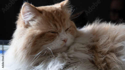 Cat looking Sleepy relaxing in Cairo Egypt