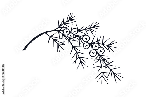 branch with juniper berries. eps10 vector stock illustration. hand drawing. art line