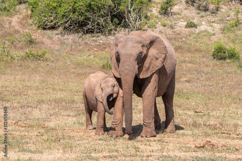 elephant mother and baby