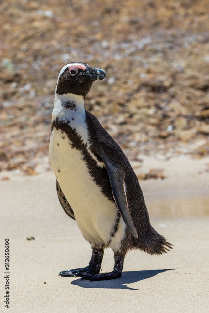 Fototapeta premium penguin