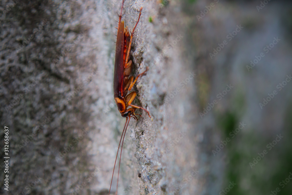 cockroach on the stone wall