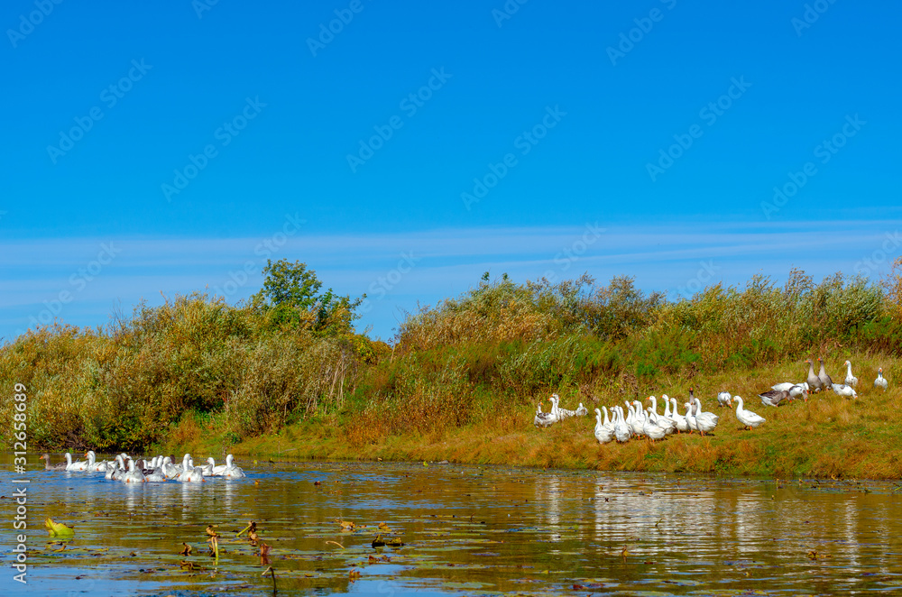 A flock of white domestic geese swims down the river for grass and water lilies past the shore with other birds on a Sunny day.